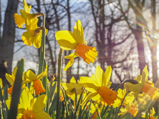 Osterglocken im Sonnenlicht
